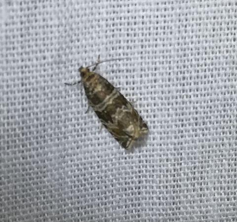 Syricoris rivulana  - Thomas Lux