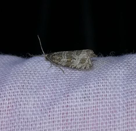 Syricoris rivulana  - Thomas Lux