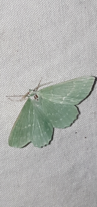 Grande Naïade  - Melchior Viallet