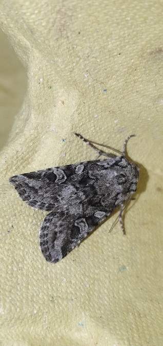 Lasionycta proxima  - Melchior Viallet