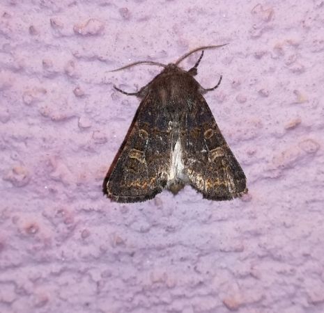 Tholera cespitis  - Thomas Lux