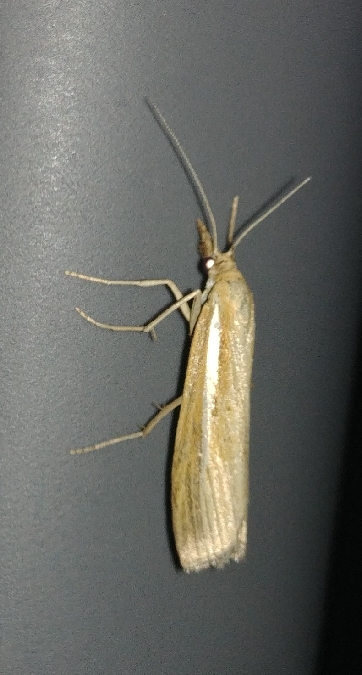 Crambus des rivages 