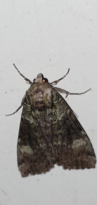 Anaplectoides prasina  - Melchior Viallet