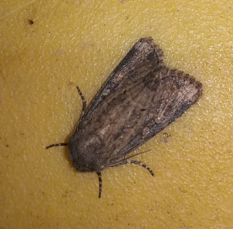 Luperina testacea  - Thomas Lux
