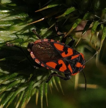 Spilostethus saxatilis 