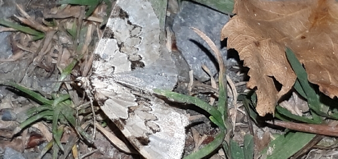 Colostygia pectinataria  - Melchior Viallet