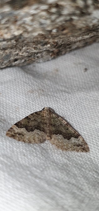 Colostygia aptata  - Melchior Viallet