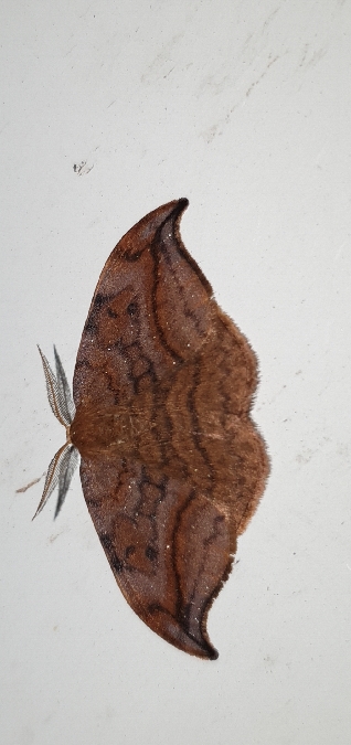 Cintrée  - Melchior Viallet