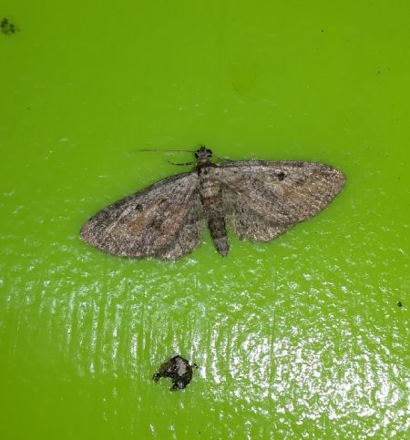 Eupithecia icterata  - Thomas Lux