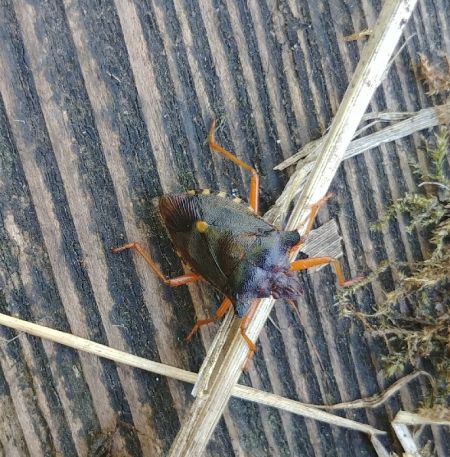 Pentatoma rufipes 
