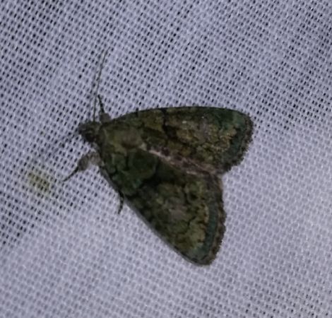 Cryphia algae  - Thomas Lux