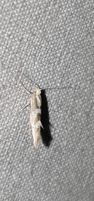 Argyresthia pygmaeella  - Melchior Viallet