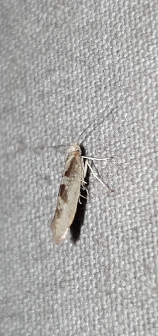 Argyresthia pygmaeella  - Melchior Viallet