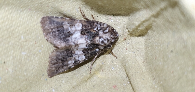 Hadena compta  - Melchior Viallet