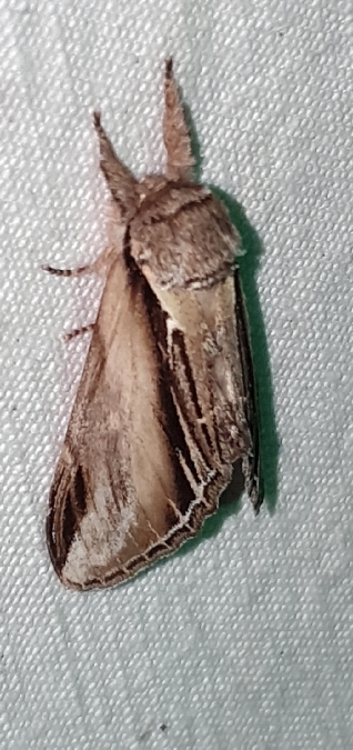 Porcelaine  - Melchior Viallet