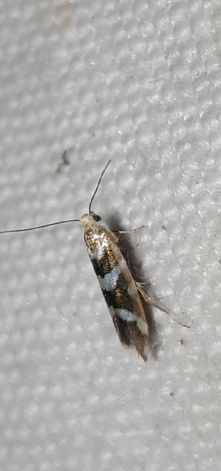 Argyresthia goedartella  - Melchior Viallet