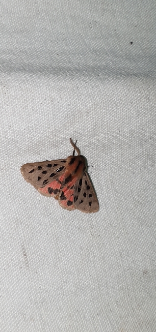 Ecaille tachetée  - Melchior Viallet