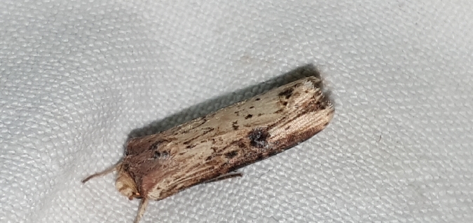 Noctuelle putride  - Melchior Viallet