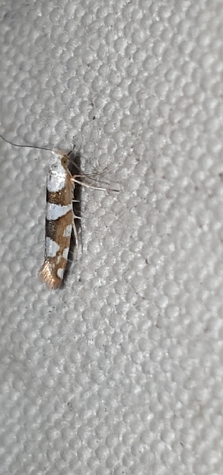 Argyresthia brockeella  - Melchior Viallet