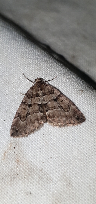 Thera cognata  - Melchior Viallet