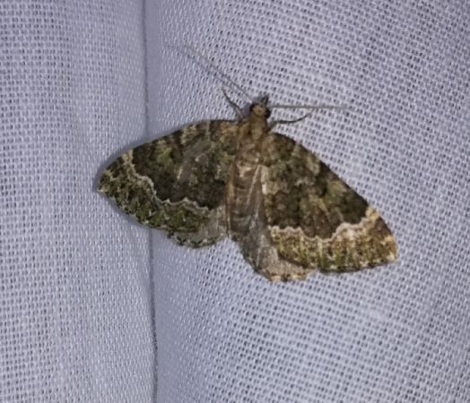 Colostygia olivata  - Thomas Lux