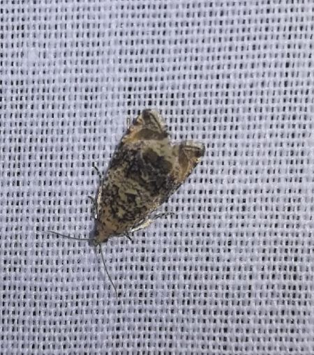 Celypha lacunana  - Thomas Lux