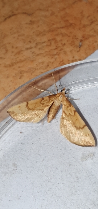 Gandaritis pyraliata  - Melchior Viallet