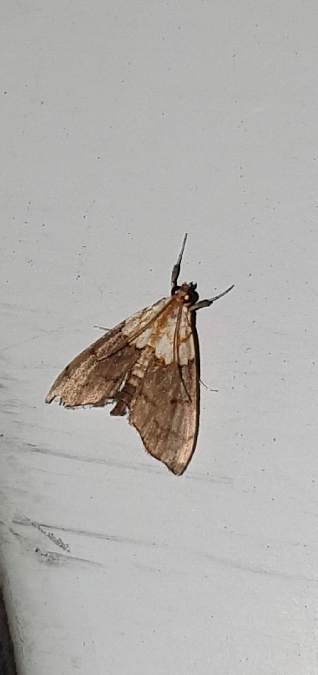 Agrotera nemoralis  - Melchior Viallet