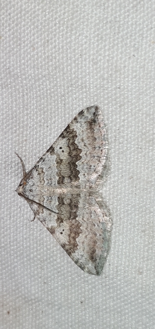 Scotopteryx bipunctaria  - Melchior Viallet