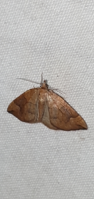 Eulithis populata  - Melchior Viallet