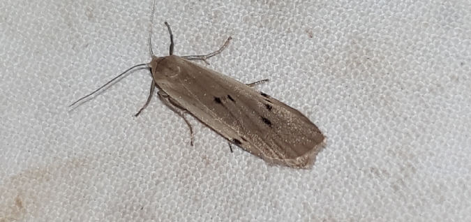 Lithosie crotte-souris  - Melchior Viallet