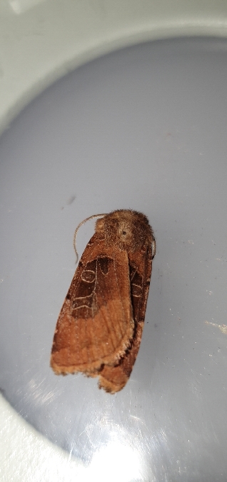 Chersotis cuprea  - Melchior Viallet