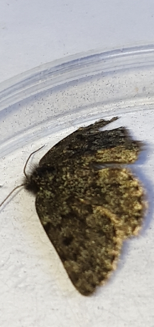 Glacies canaliculata  - Melchior Viallet