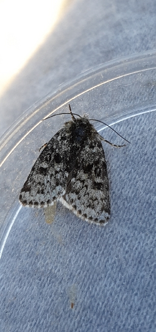 Hadula melanopa  - Melchior Viallet