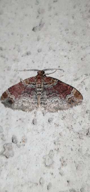 Xanthorhoe spadicearia  - Melchior Viallet