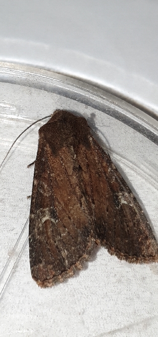 Apamea lateritia  - Melchior Viallet