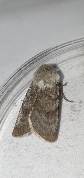 Agrotis simplonia  - Melchior Viallet