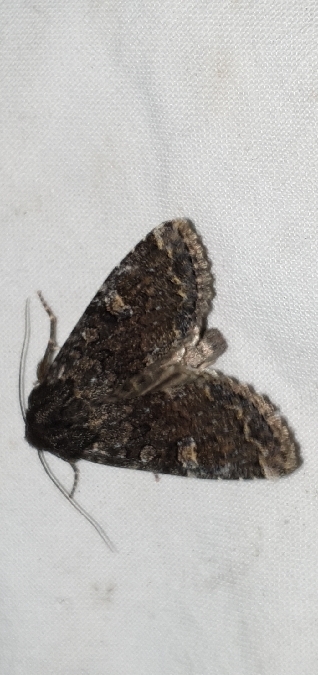 Lasionycta proxima  - Melchior Viallet