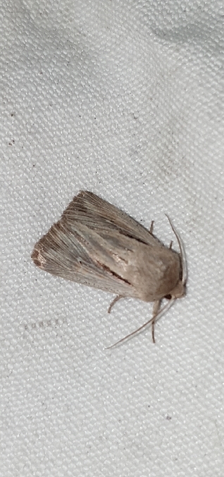 Leucania comma  - Melchior Viallet