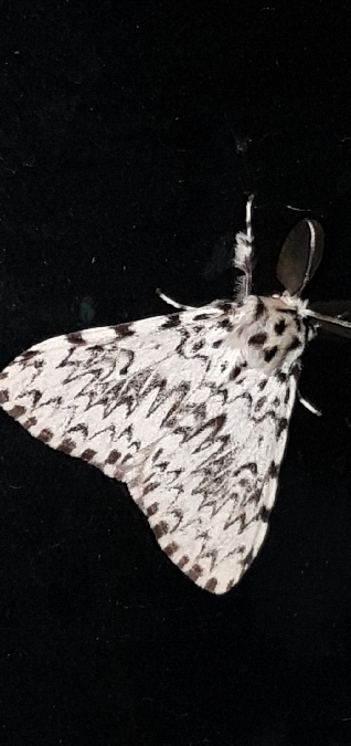 Lymantria monacha  - Melchior Viallet