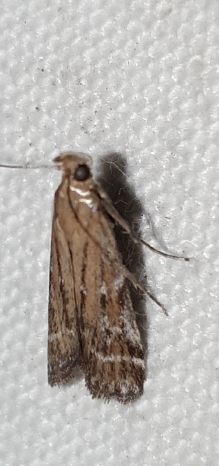 Pempeliella ornatella  - Melchior Viallet