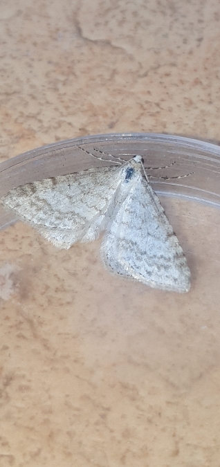 Mesotype verberata  - Melchior Viallet