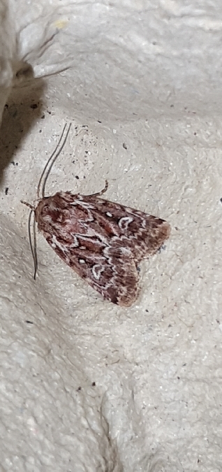 Lycophotia porphyrea  - Melchior Viallet