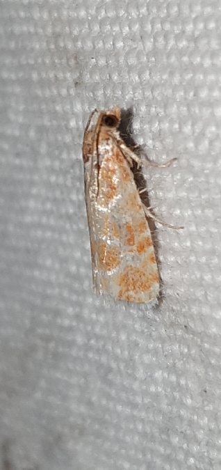 Rhyacionia pinicolana  - Melchior Viallet