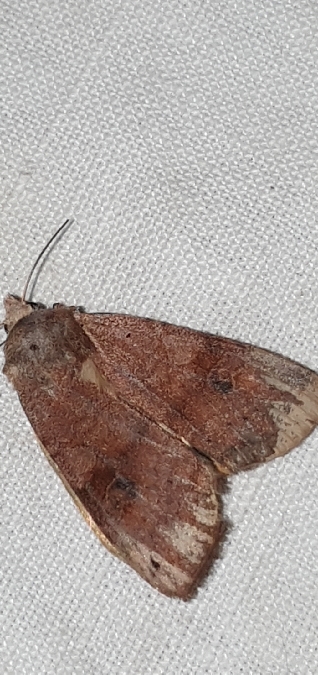 Xestia baja  - Melchior Viallet