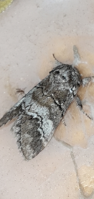 Demi-lune blanche (Druide)  - Melchior Viallet