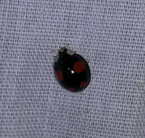 Coccinelle asiatique  - Thomas Lux
