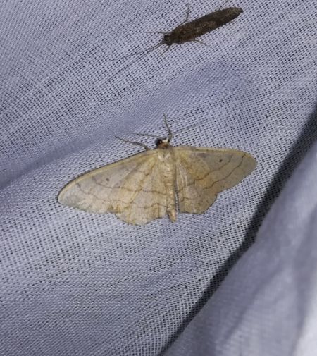 Idaea aversata  - Thomas Lux