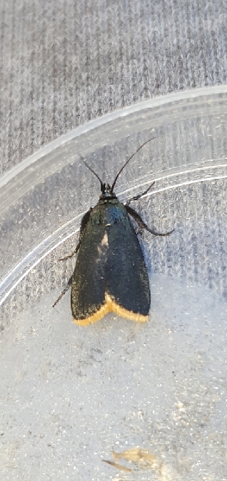 Diosie bordée  - Melchior Viallet