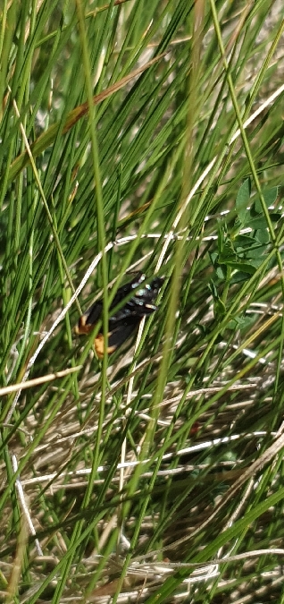 Diosie bordée  - Melchior Viallet